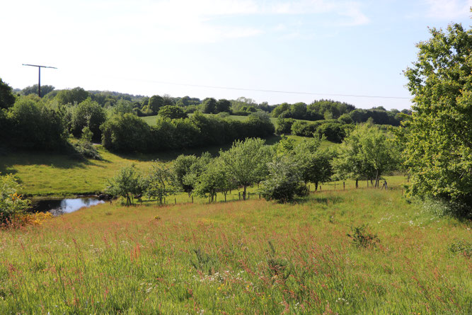 Aussicht Haferteich - Foto: W.G.