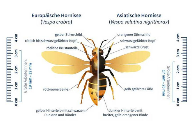 Asiatische Hornisse Europäische Mitmachaktion melden Meldeaktion NABU Düren