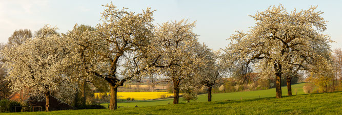 Streuobstwiese Streuobst Steinkauz Artenvielfalt NABU Düren