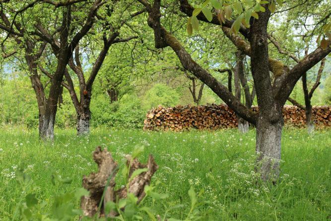 Streuobstwiese Streuobst Artenvielfalt Kreuzau Winden NABU Düren