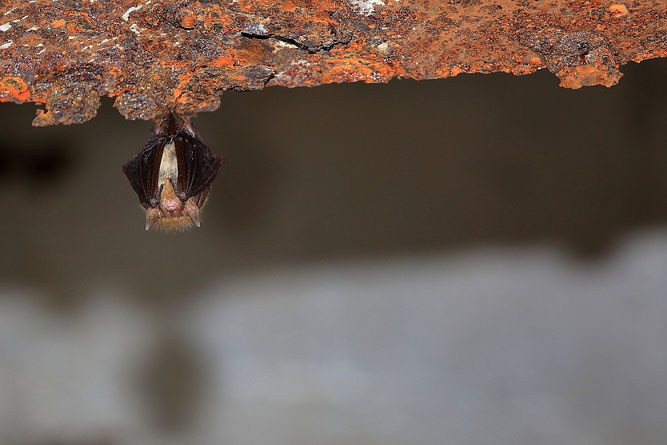 Klimawandel Fledermaus Fledermäuse Schloss Burgau Bunker Ginnick Braunes Langohr AK Fledermausschutz NABU Düren