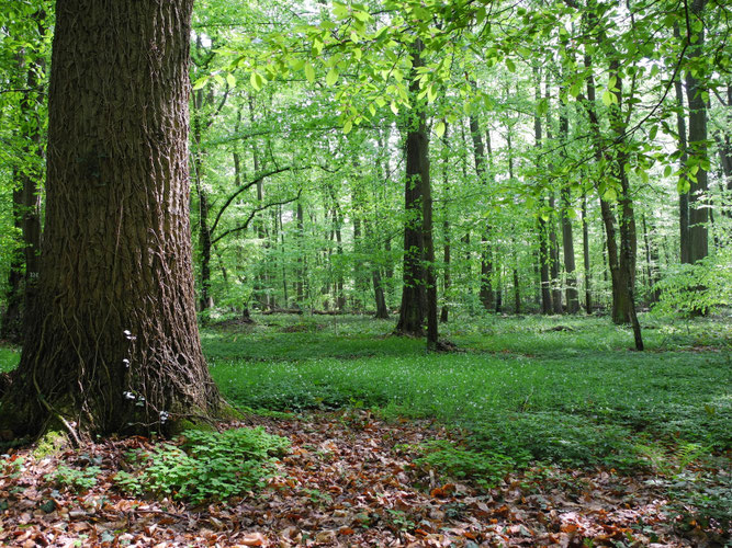Stieleichen Hainbuchenwald Pseudogley Stauwasserboden Boden des Jahres 2015 NABU Düren