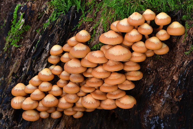 Herbstzeit Pilzzeit Stockschwämmchen Pilz Pilze Herbst sammeln Waldspaziergang NABU Düren
