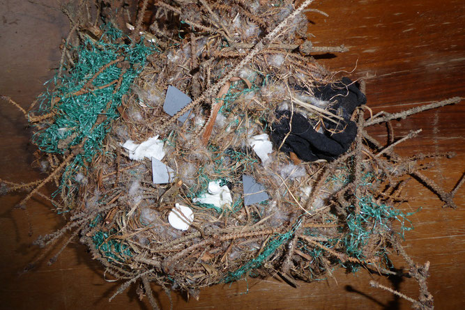 Müll in Hülle und Fülle Müllproblem Natur NABU Düren