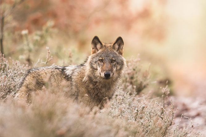 Wolf Nutzen Gleichgewicht NABU Düren