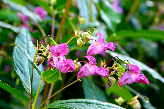 Kann man diese Blume essen? Das und vieles mehr erfahren die TeilnehmerInnen der NABU-Kräuterwanderung am 24. August.