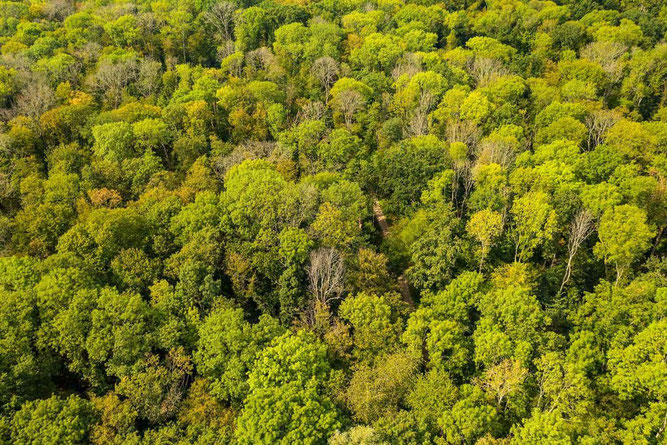 Die Trockenheit der letzten drei Jahre begünstigt Pilzkrankheiten. Im Leipziger Auwald sterben dadurch derzeit besonders die Esche und der Bergahorn ab. Selbst die Stieleiche ist bereits betroffen. Foto: André Künzelmann/UFZ