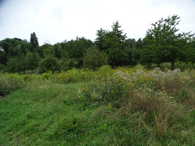 Wertvoller Insektenlebensraum: die NABU-Streuobstwiese Knauthain. Foto: Beatrice Jeschke