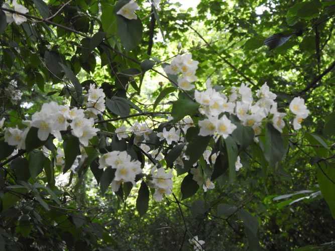 Europäischer Pfeifenstrauch (Philadelphus coronarius).