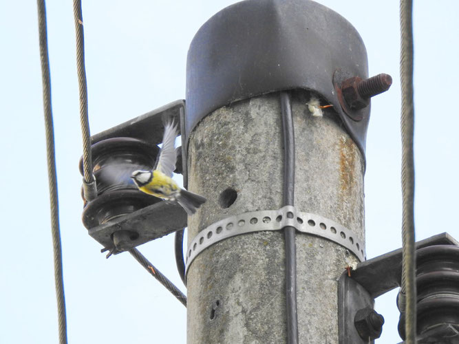 Diese Blaumeise hat einen Nistplatz in einerm Mast in Lützschena gefunden. Foto: Beatrice Jeschke