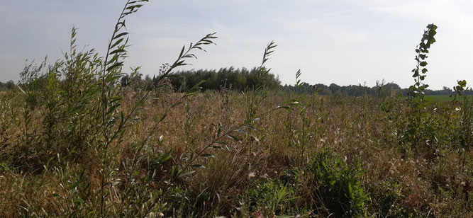Jedes Jahr wachsen an der Gärnitzer Lache unzählige Weiden auf. Foto: Michael Dech