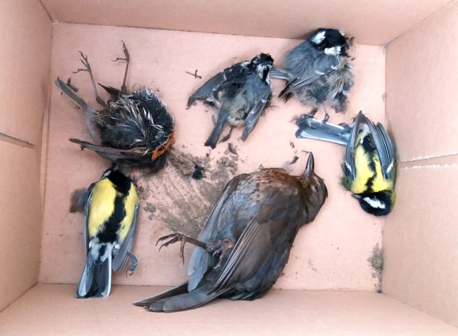 Zur Beweissicherung werden tot aufgefundene Vögel eingesammelt und eingefroren. Foto: NABU Leipzig