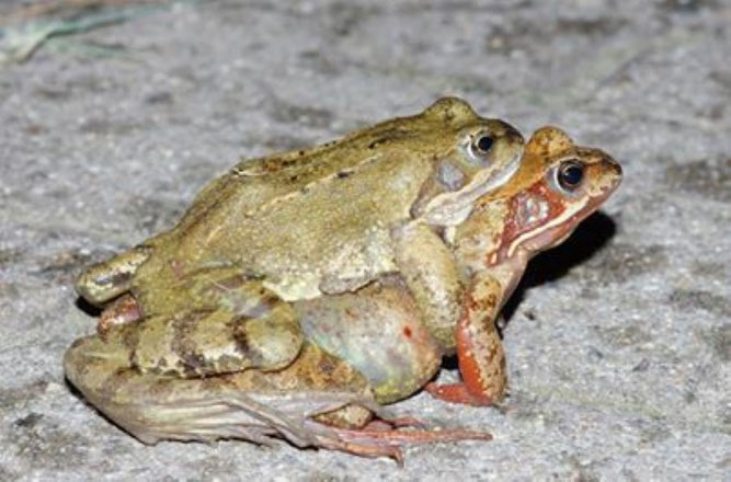 Wanderndes Grasfroschpärchen an der Heiterblickalle. Foto: NABU Leipzig