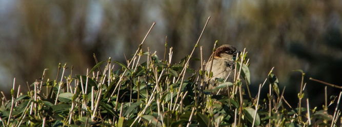 Fotos: Ludo Van den Bogaert