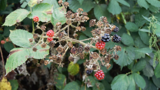 Brombeere. Foto: René Sievert