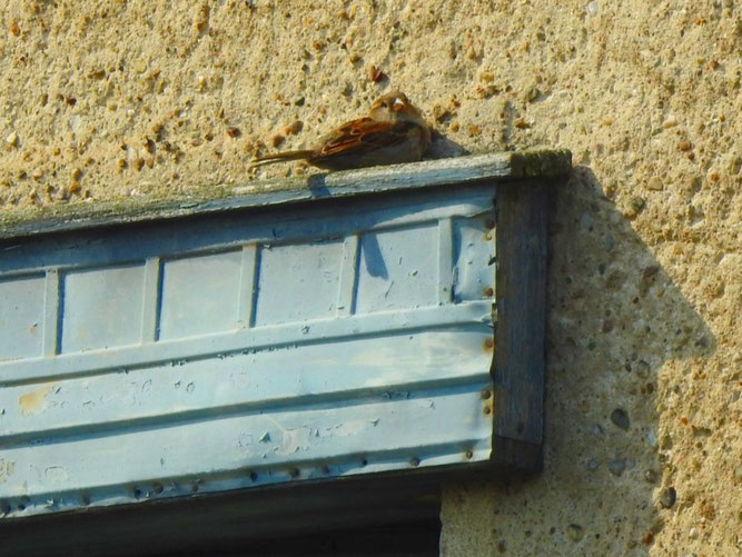 Haussperling an seinem Nest im Rolladenkasten. Foto: Beatrice Jeschke