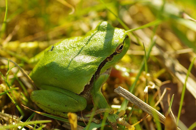 Laubfrosch an den Papitzer Lachen bei Schkeuditz. Foto: NABU Leipzig