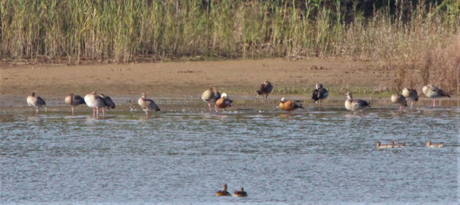 Am rostroten Gefieder erkennbar sind einige Rostgänse zwischen den Nilgänsen. Foto: Christina Gauglitz