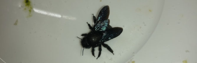 Im Januar hat sich eine Blaue Holzbiene in Mutzschen in ein Haus verirrt und setzte sich dort auf den "Präsentierteller". Foto: Steffen Rudiger
