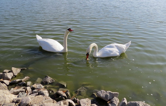 Swanhild (rechts) schwimmt gemeinsam mit ihrem Partner auf dem Heimatgewässer. Wenn das Weibchen den rechten Flügel aufschlägt, sieht man deutlich den linken Stumpf. Daran ist sie sicher zu erkennen. Foto: Karsten Peterlein