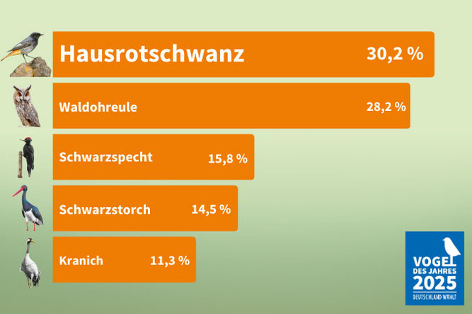 Der „Vogel des Jahres“ wurde in Deutschland erstmals im Jahr 1971 gekürt, seit 2021 wird er durch eine öffentliche Wahl bestimmt. Abbildung: NABU