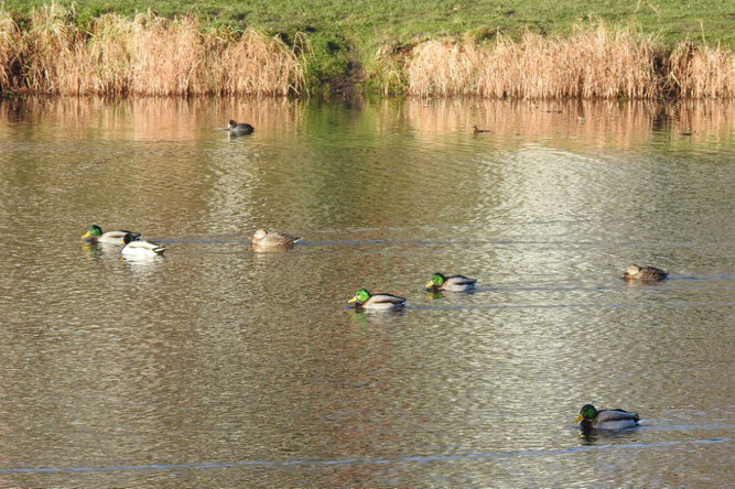 Stockenten und eine Blessralle auf dem Parkteich. Foto: Beatrice Jeschke