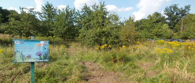 Die NABU-Streuobstwiese Knauthain wird im Rahmen des Schmetterlingswiesenprojekts "Puppenstuben gesucht" insektenfreundlich gepflegt. Foto: René Sievert