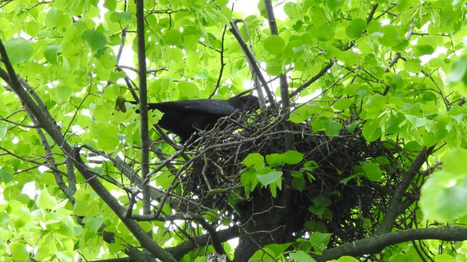 Nest einer Rabenkrähe. Foto: Beatrice Jeschke