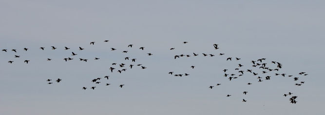 Wildgänse im Anflug auf den Kiessandtagebau Rehbach. Foto: Christina Gauglitz