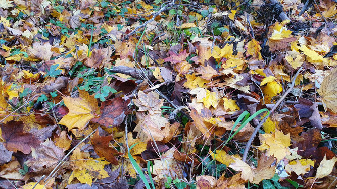 Herbstlaub einfach liegen lassen! Foto: René Sievert