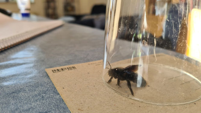 In Dresden hat sich eine Holzbiene ins Wohnzimmer von Steffi Dubbert verirrt, wo sich der schöne Brummer mit seinen violetten Flügeln kurz bewundern ließ. Das Foto zeigt, wie man das Tier fangen und wieder in die Freiheit entlassen kann.