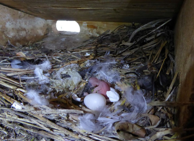 Überraschende Spätbrut: Der frisch geschlüpfte Mauersegler hat noch eine Nestlingszeit von 42 Tagen vor sich, während die meisten seiner Altersgenossen bereits in 10 bis 15 Tagen ausfliegen werden. Foto: Karsten Peterlein