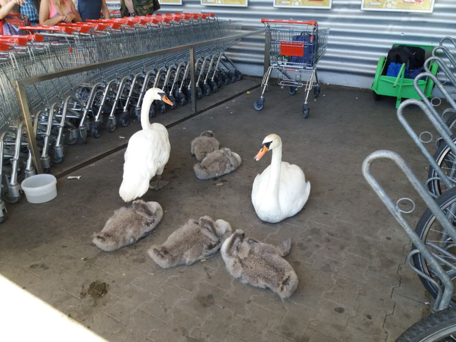 Tierische Falschparker vor dem Supermarkt. Foto: Karsten Peterlein