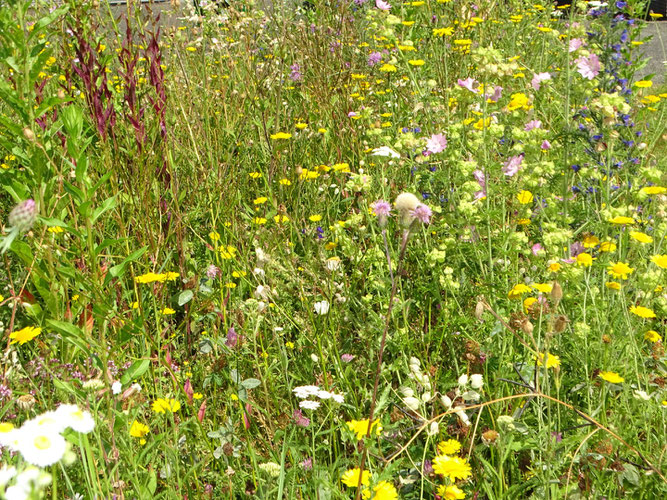 Ökologisch wertvolle Wildblumenwiese. Foto: Beatrice Jeschke