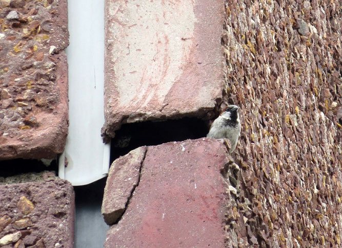 Dieser Hausspatz hat noch sein Haus. Oft werden aber Nistplätze in Gebäuden bei Sanierungsarbeiten zerstört und zum Teil auch die Nestinsassen getötet. Foto: NABU Leipzig