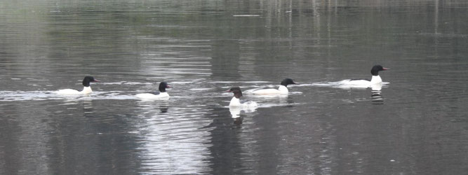 Auf dem Teich im Agrapark wurden vier männliche und ein weiblicher Gänsesäger beobachtet. Foto: Beatrice Jeschke