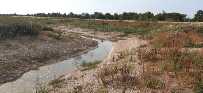 In dem neu angelegten Gewässer bei Großdeuben hielt sich das Wasser das ganze Jahr über. Foto: Michael Dech, September 2023