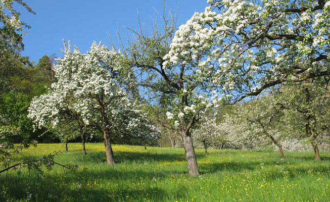 Streuobstwiese