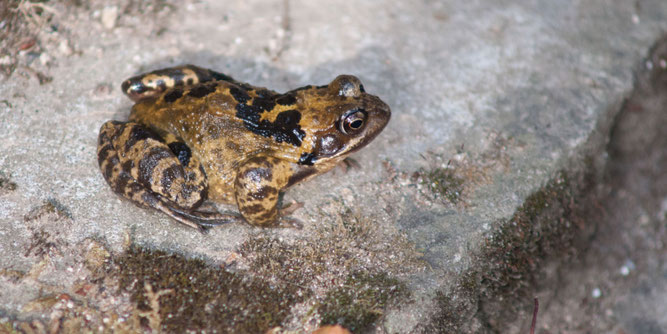 Grasfrosch