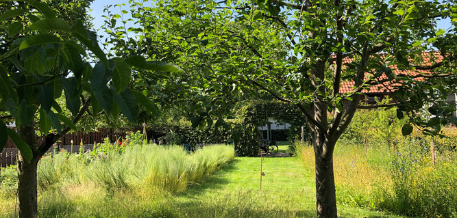 NABU Färbergarten mit Färbepflanzen, kleiner Wildblumenwiese und Obstbäumen