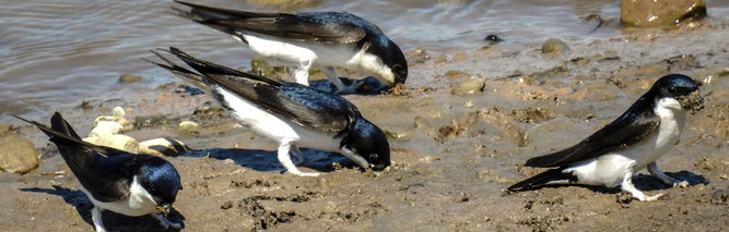 Mehlschwalben beim Sammeln von Nestbaumaterial - Foto: Katy Büscher