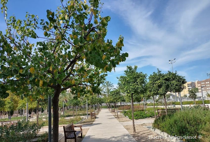 En la zona dedicada a huerta en el parque Marchalenes, se han plantado diversas especies de plantas aromáticas y medicinales propias del Mediterráneo, cabe destacar en este sector un polideportivo.