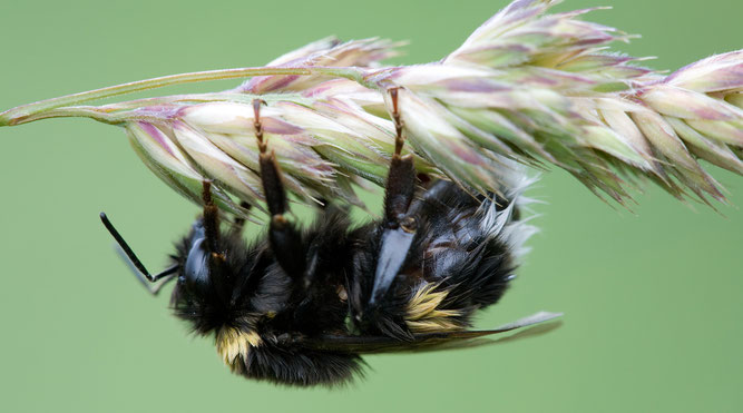 Foto: NABU/Frank Derer