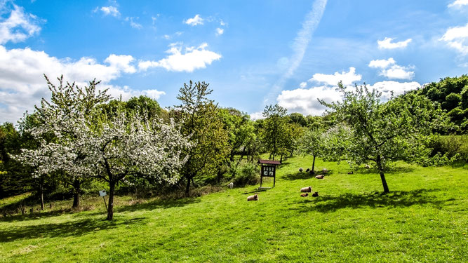 Streuobstwiese Hohenrode. Foto © NABU/Kathy Büscher
