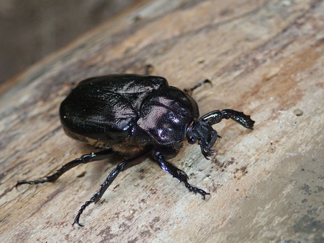 Eremit (Osmoderma eremita).  Foto: NABU / Andreas Hurtig