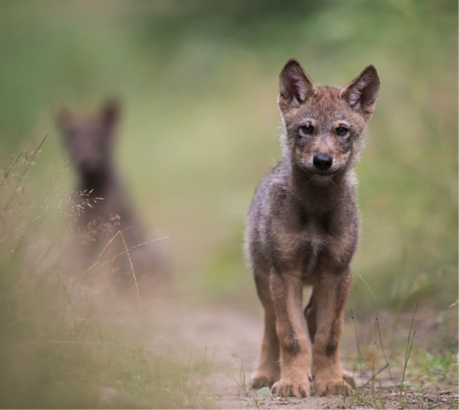 Wolfswelpen auf Erkundungstour (Foto: Heiko Anders/NABU)