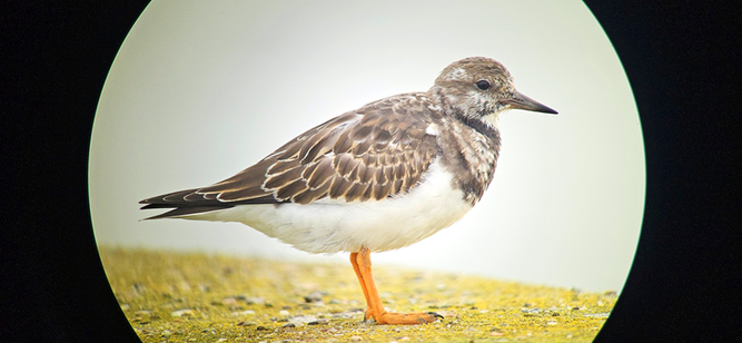 Südstrand Watvogel Steinwälzer