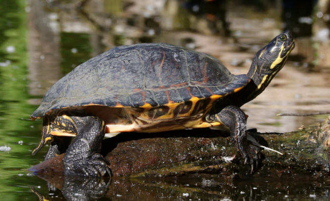 Wasserschildkröte   Foto: Richard Tank