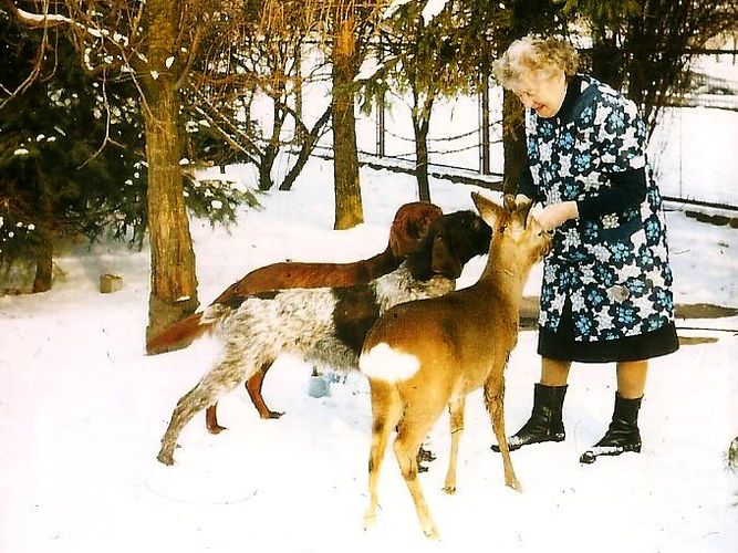 Eine ältere Frau im geblümten Kleid beugt sich zu zwei Hunden und einem Reh, fie anscheinend Futter erwarten. Es liegt Schnee, im Hintergrund sind Bäume und ein Zaun zu erkennen 