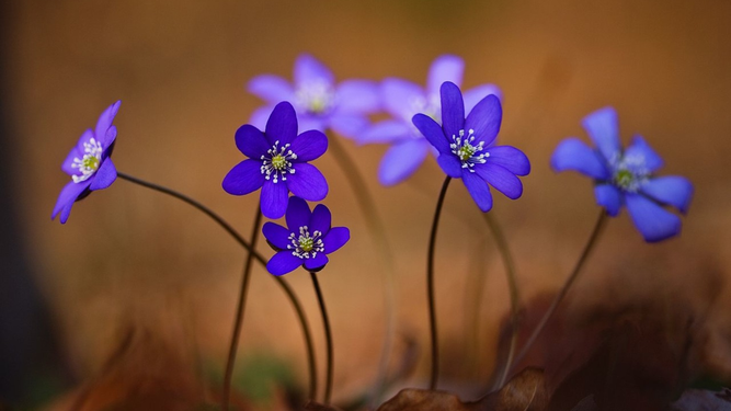 Leberblümchen